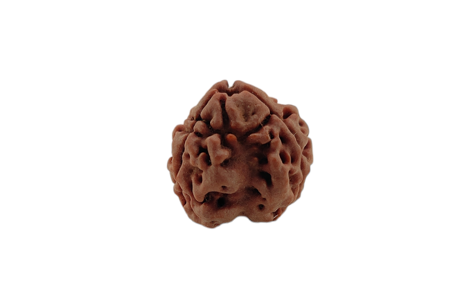 3 Mukhi Rudraksha 19x17 MM 1 piece