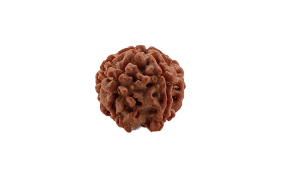 6 Mukhi Rudraksha 19x19 MM 1 piece