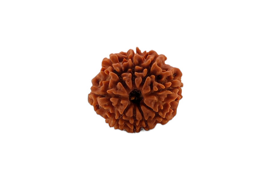 9 Mukhi Rudraksha 22x22 MM 1 piece