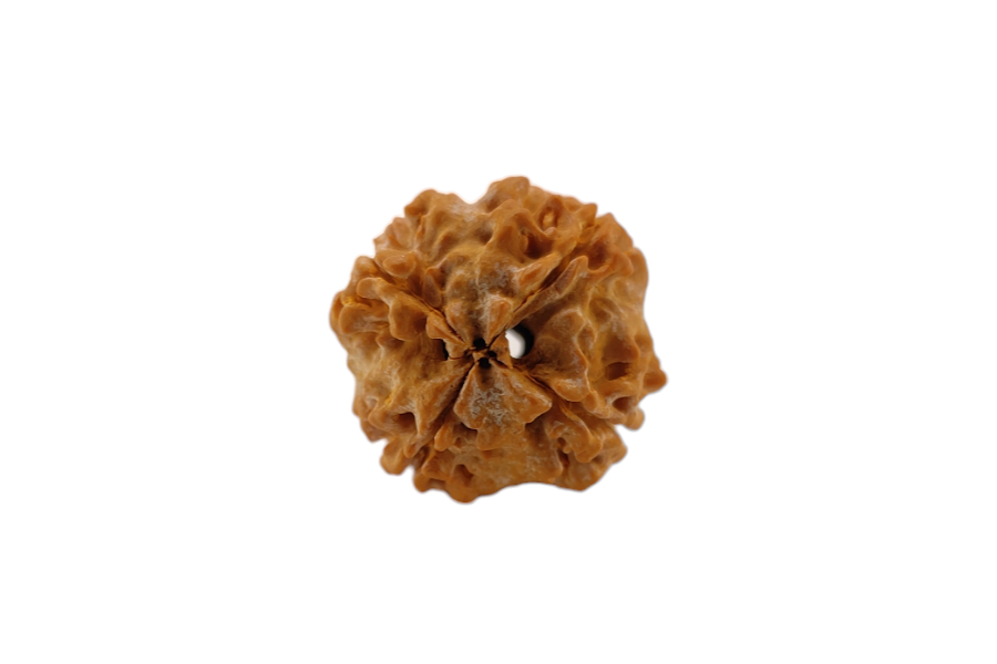 4 Mukhi Rudraksha 20x20 MM 1 piece