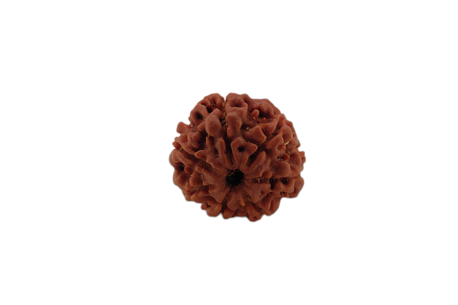 7 Mukhi Rudraksha 18x17 MM 1 piece