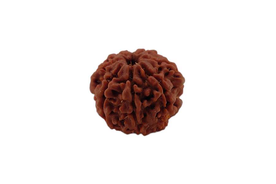7 Mukhi Rudraksha 18x17 MM 1 piece