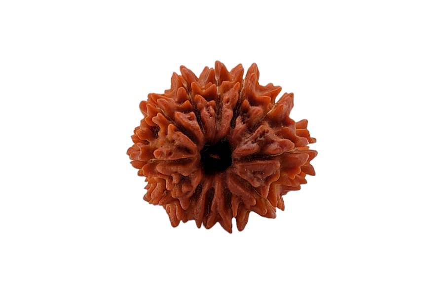 12 Mukhi Rudraksha 26x26 MM 1 piece