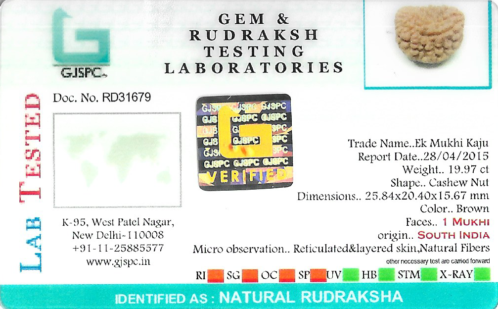 1 Mukhi Rudraksha 26x20 MM 19.97 piece