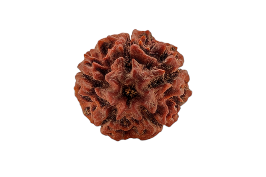 5 Mukhi Rudraksha 25x25 MM 1 piece