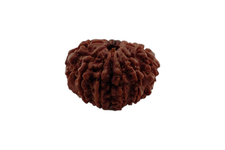12 Mukhi Rudraksha 26x26 MM 1 piece
