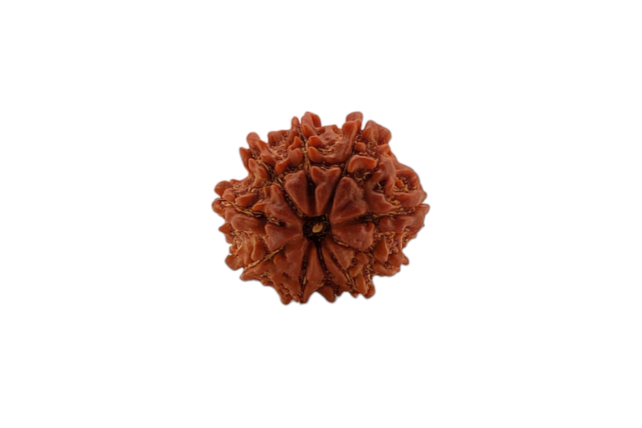 10 Mukhi Rudraksha 22x22 MM 1 piece