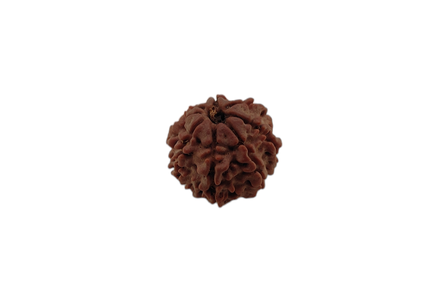 8 Mukhi Rudraksha 19x19 MM 1 piece