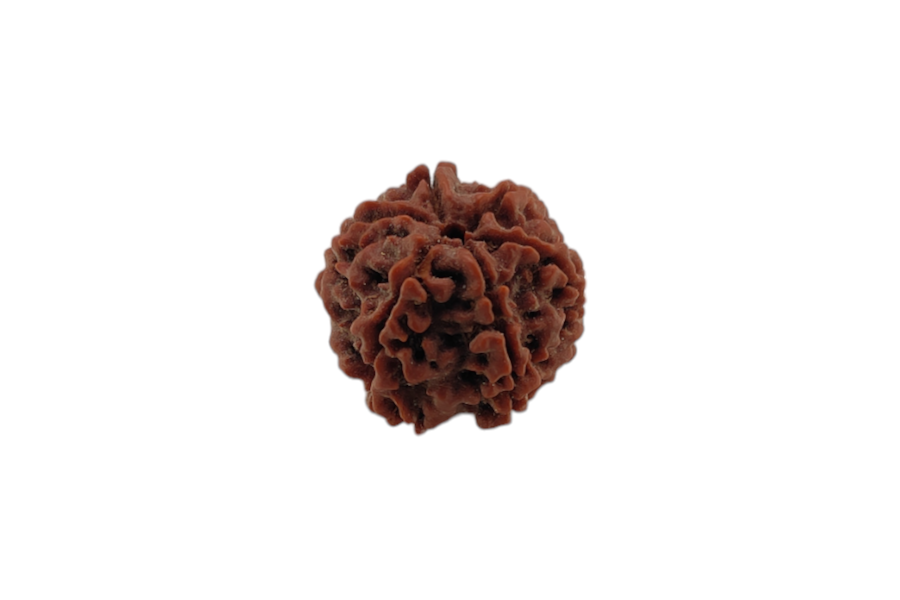 6 Mukhi Rudraksha 20x20 MM 1 piece