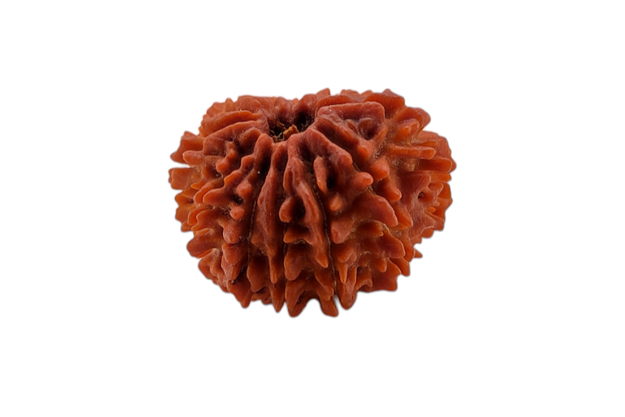 12 Mukhi Rudraksha 26x26 MM 1 piece