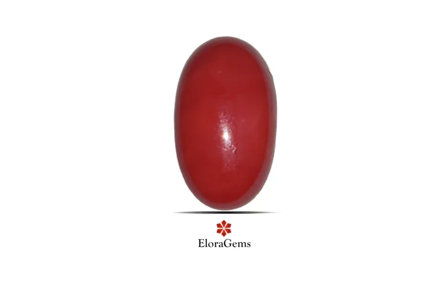 Red Coral (Pavalam) 23x14 MM 18.63 carats