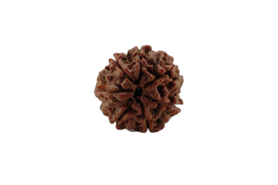 7 Mukhi Rudraksha 20x19 MM 1 piece