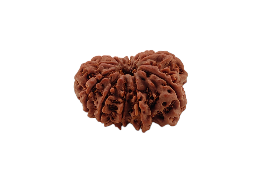 11 Mukhi Rudraksha 27x22 MM 1 piece