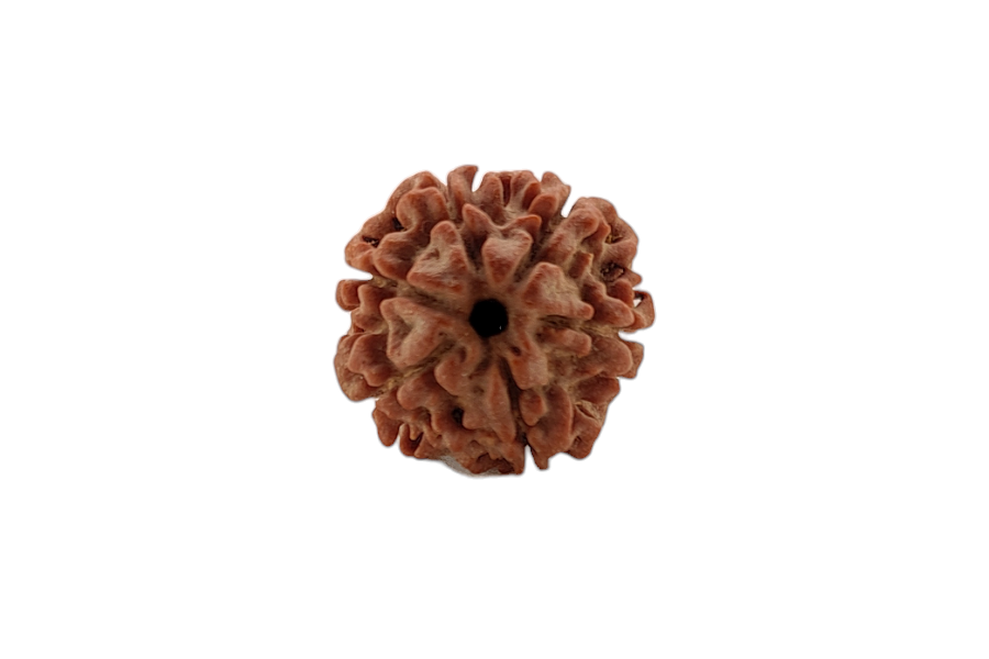 6 Mukhi Rudraksha 19x19 MM 1 piece