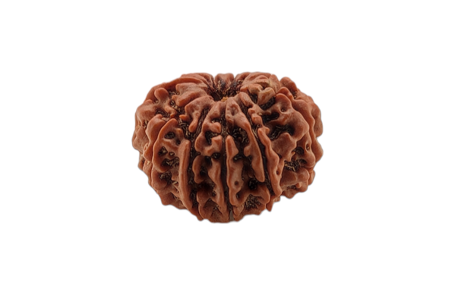 11 Mukhi Rudraksha 25x23 MM 1 piece