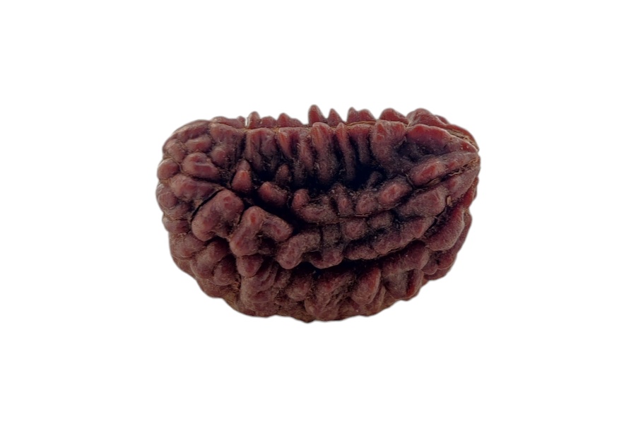1 Mukhi Rudraksha 26x20 MM 1 piece