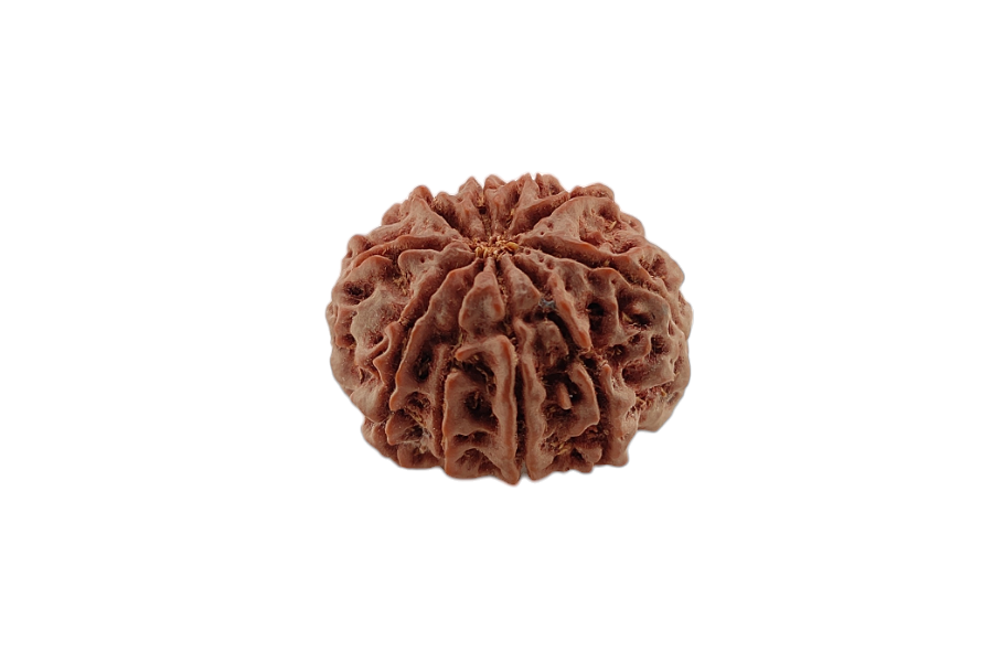 10 Mukhi Rudraksha 23x22 MM 1 piece