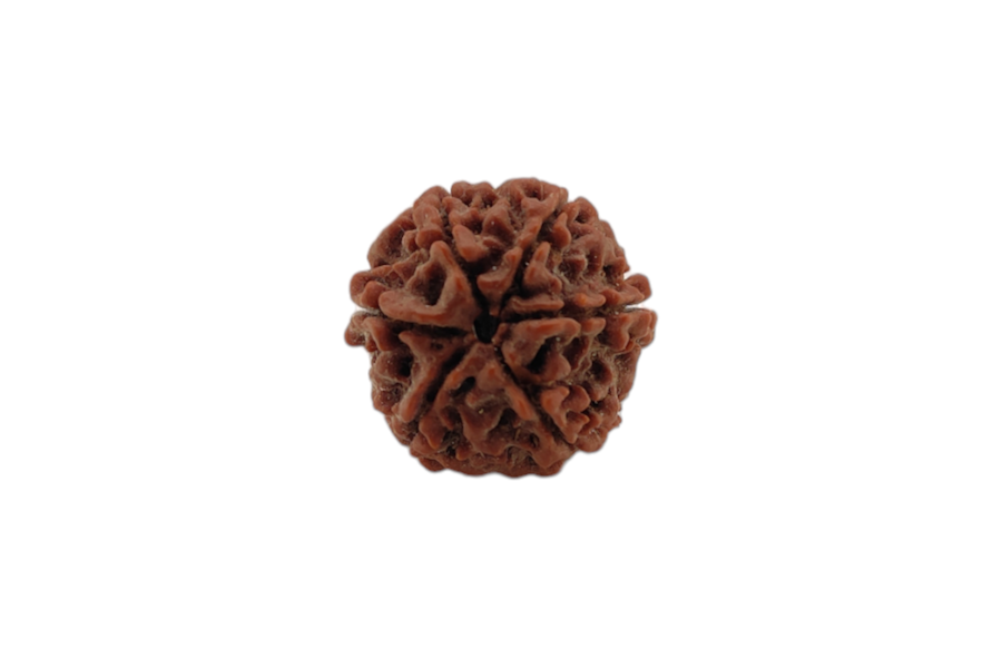 6 Mukhi Rudraksha 20x20 MM 1 piece