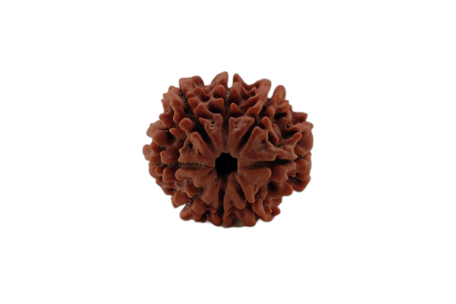 8 Mukhi Rudraksha 20x20 MM 1 piece