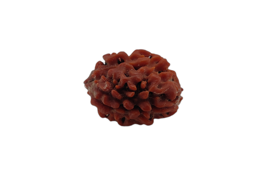 2 Mukhi Rudraksha 22x17 MM 1 piece