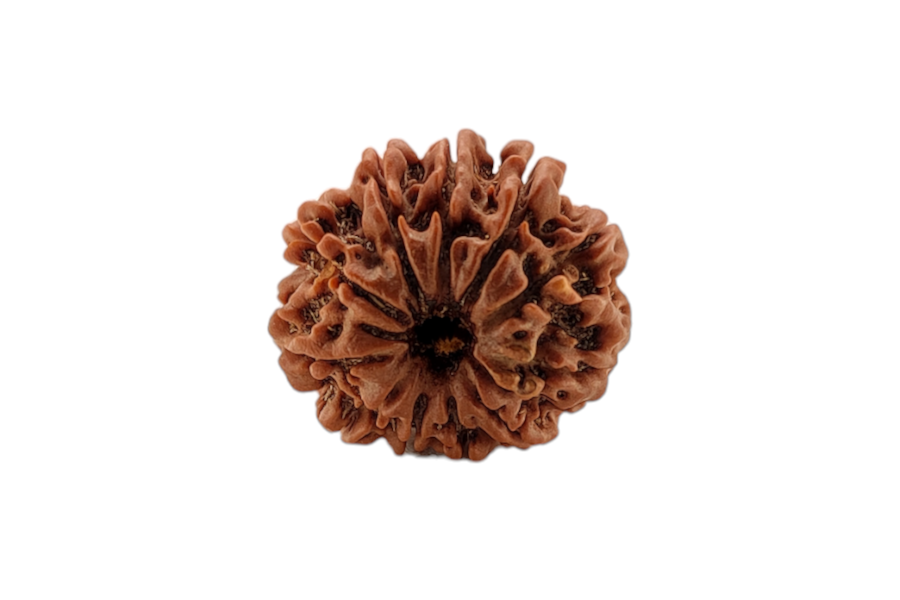 11 Mukhi Rudraksha 25x23 MM 1 piece