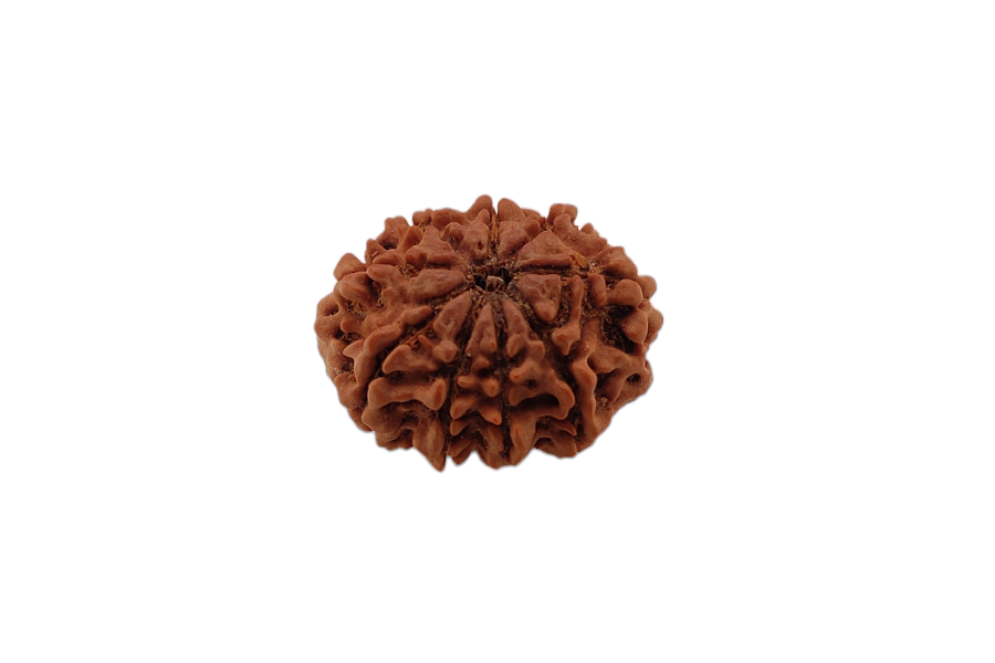 9 Mukhi Rudraksha 27x23 MM 1 piece