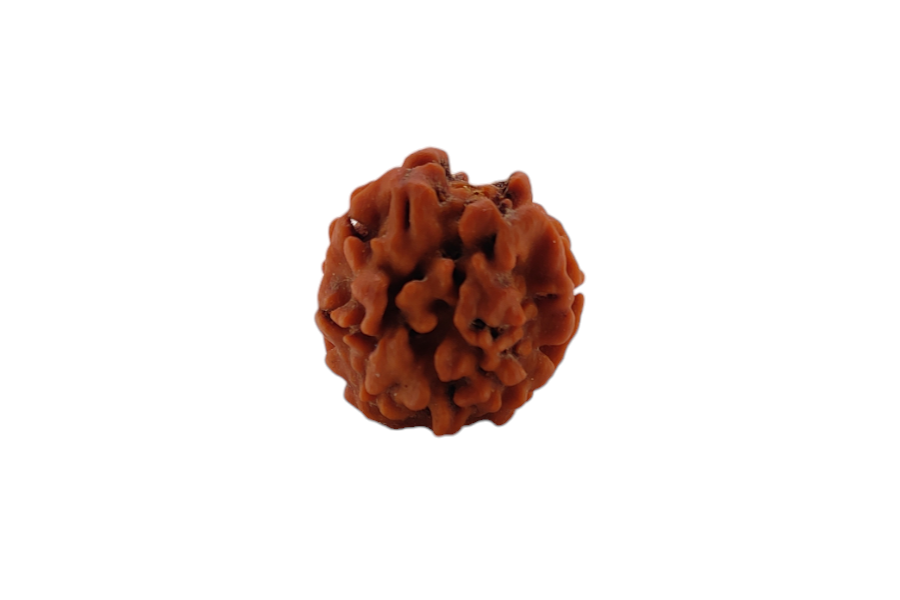 2 Mukhi Rudraksha 20x18 MM 1 piece