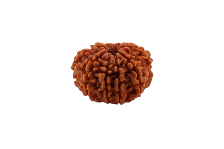 9 Mukhi Rudraksha 22x22 MM 1 piece