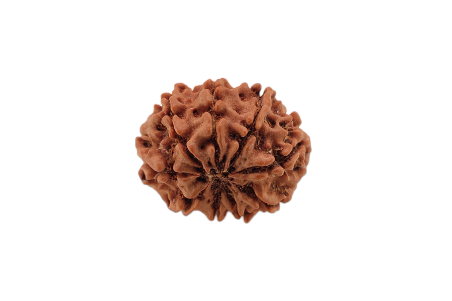 9 Mukhi Rudraksha 27x23 MM 1 piece