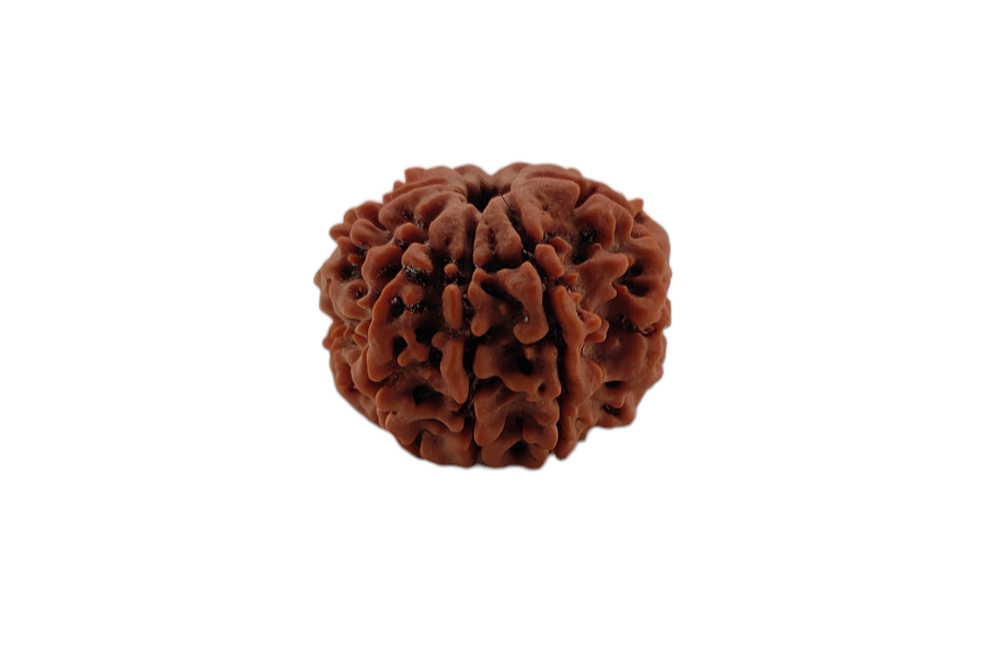 8 Mukhi Rudraksha 20x20 MM 1 piece