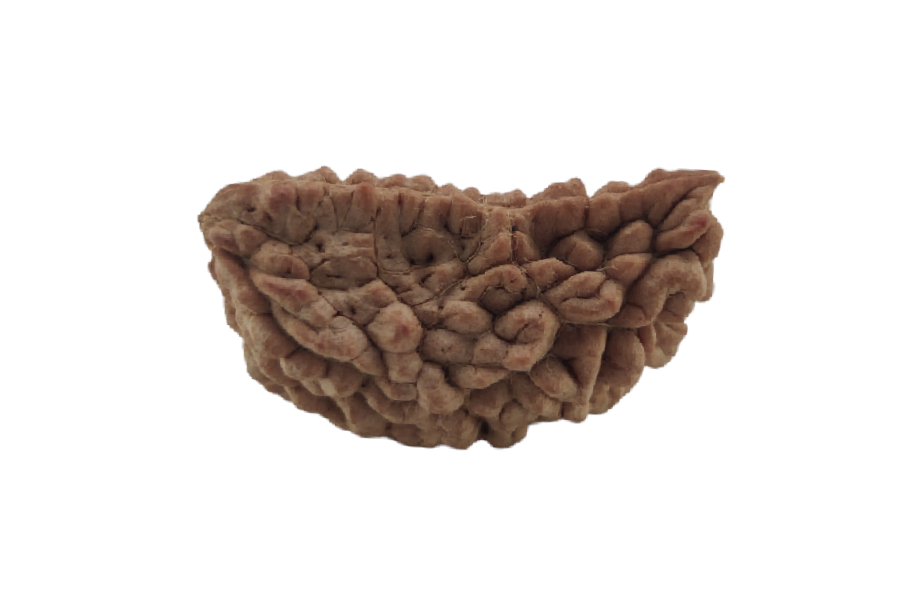 1 Mukhi Rudraksha 31x19 MM