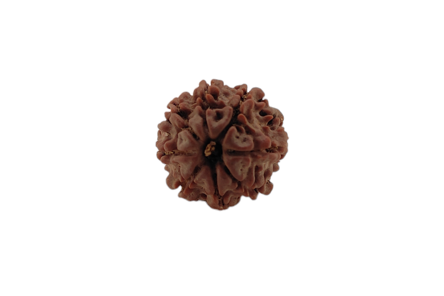 8 Mukhi Rudraksha 19x19 MM 1 piece