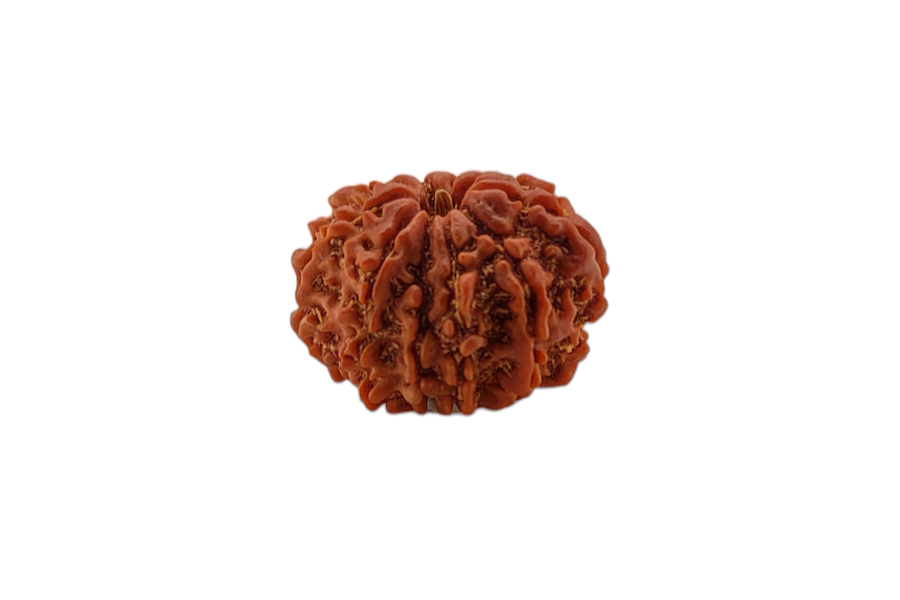 10 Mukhi Rudraksha 22x22 MM 1 piece