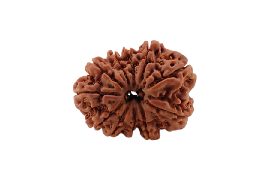 11 Mukhi Rudraksha 27x22 MM 1 piece